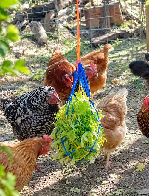 9 Best Chicken Toys for Coops + DIY Ideas 7 Chickens gathered around a hanging chicken toy feeder filled with fresh lettuce in an outdoor run