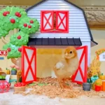 9 Best Chicken Toys for Coops + DIY Ideas 1 a complete chicken toys set