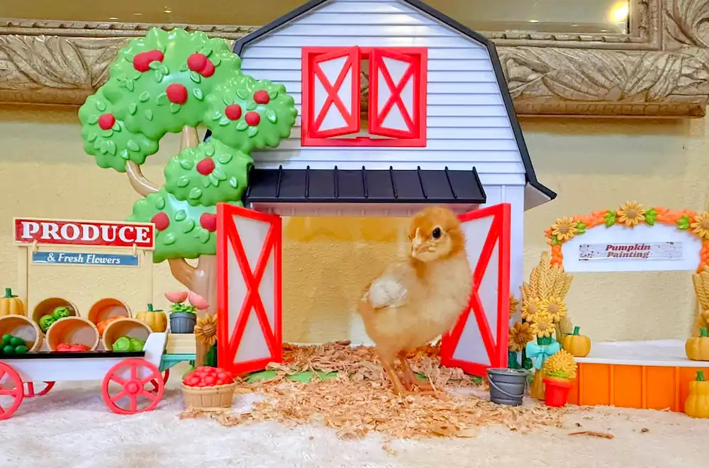 a complete chicken toys set