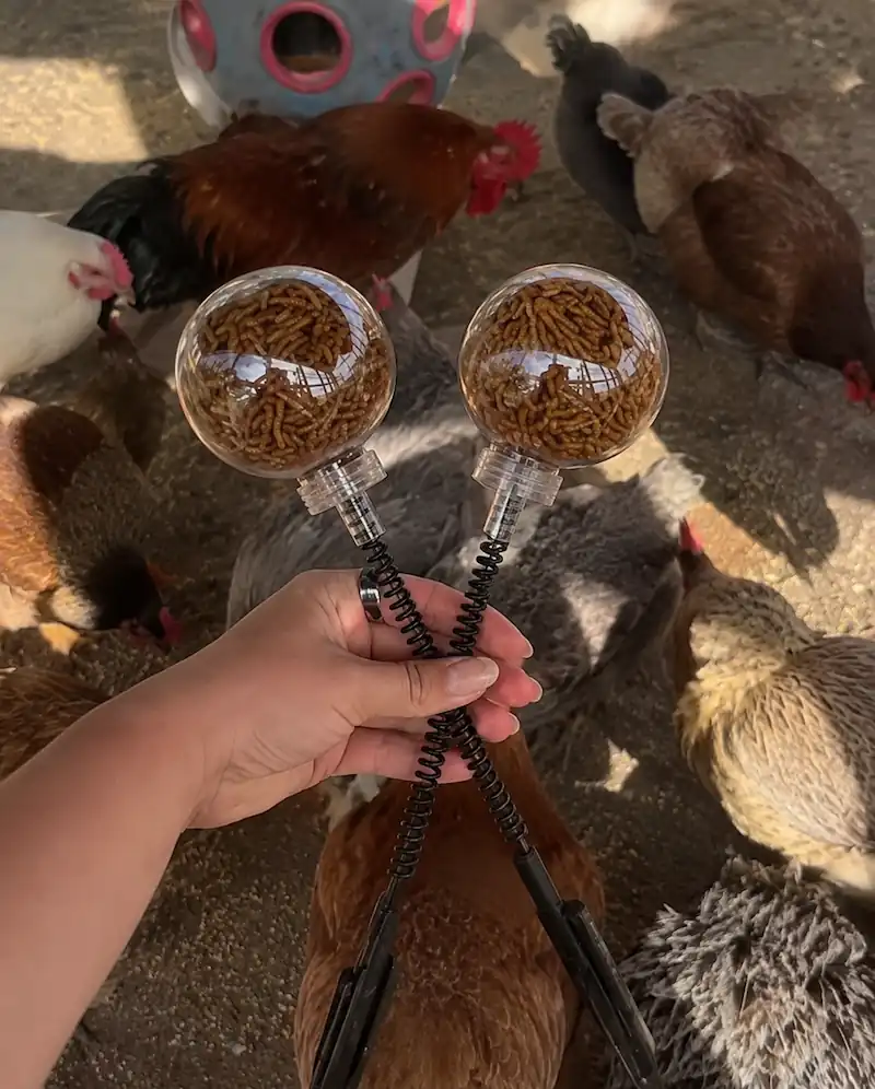 9 Best Chicken Toys for Coops + DIY Ideas 9 Chicken treat toy filled with mealworms being held near a group of chickens