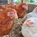 Chicken Diseases: Symptoms, Treatment & Prevention 1 Group of chickens showing signs of illness including closed eyes, nasal discharge and lethargy
