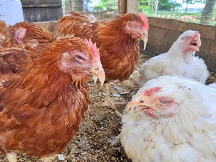 Chicken Diseases: Symptoms, Treatment & Prevention 8 Group of chickens showing signs of illness including closed eyes, nasal discharge and lethargy