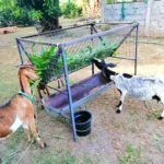 8 Best Goat Feeders: Hay, Grain, Mineral & DIY Options 19 DIY metal goat hay feeder with raised wire rack and lower feeding trough