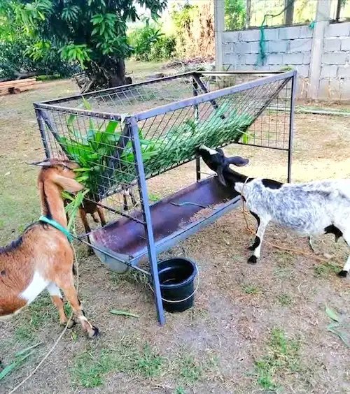DIY metal goat hay feeder with raised wire rack and lower feeding trough