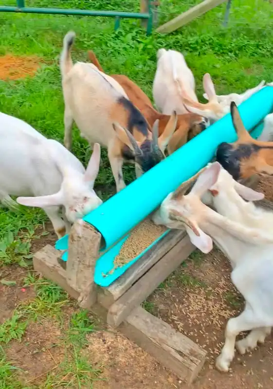 8 Best Goat Feeders: Hay, Grain, Mineral & DIY Options 9 Goats eating from a PVC pipe trough feeder filled with feed