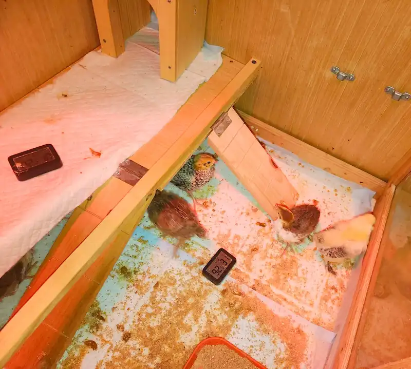 Top 5 Best Quail Brooders for Quail Chicks & DIY Options 13 Quail chicks inside a wooden brooder with bedding, feeder, and thermometer