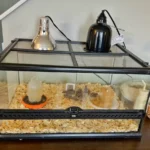 Top 5 Best Quail Brooders for Quail Chicks & DIY Options 7 Quail chicks inside a brooder with heat lamps, bedding, waterer, feeder, and temperature monitor