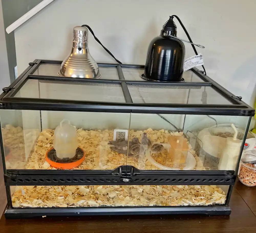 Top 5 Best Quail Brooders for Quail Chicks & DIY Options 10 Quail chicks inside a brooder with heat lamps, bedding, waterer, feeder, and temperature monitor