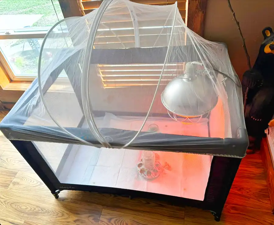 Top 5 Best Quail Brooders for Quail Chicks & DIY Options 12 Quail brooder with heat lamp, mesh cover, bedding, feeder, and waterer for young chicks