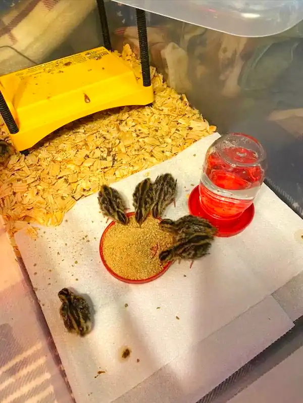 Top 5 Best Quail Brooders for Quail Chicks & DIY Options 9 Quail chicks in a brooder with a heating plate, feeder and waterer