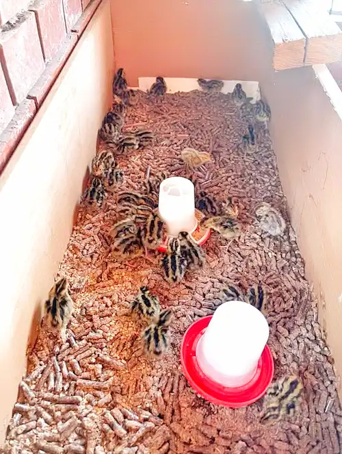 Top 5 Best Quail Brooders for Quail Chicks & DIY Options 11 Quail chicks inside a brooder with bedding and two small feeders and waterers