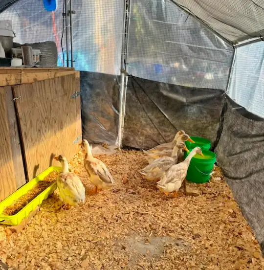 Best Duck Coop and Run: 5 Options Compared 13 Young ducks standing on dry wood shavings inside a covered duck coop with a wooden shelter and green feeders