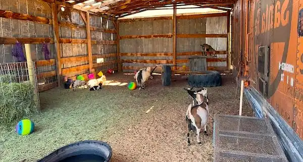 Best Bedding for Goats: Compare 5 Options 7 Several goats in a spacious wooden barn with bedding spread across the floor, hay stored along the side, and enrichment balls in the resting area.