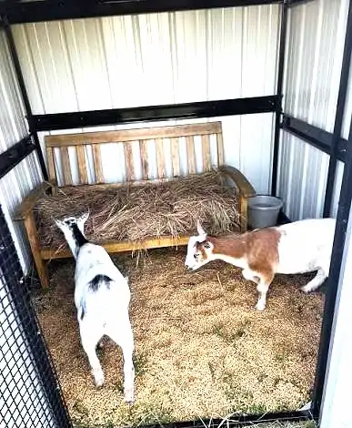 Best Bedding for Goats: Compare 5 Options 8 Two goats standing on straw bedding inside an enclosed pen with a raised wooden hay feeder