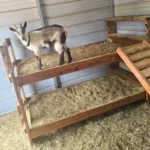 Best Bedding for Goats: Compare 5 Options 19 Goat standing on raised wooden bedding platforms inside a goat shelter