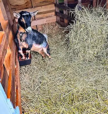 Best Bedding for Goats: Compare 5 Options 6 A small goat standing in a wooden shelter beside a large pile of hay with straw bedding covering the floor