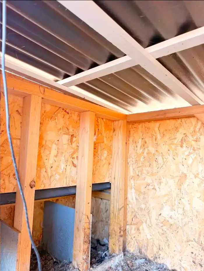 Best Duck Coop and Run: 5 Options Compared 15 Wooden framing and OSB wall panels inside an indoor duck coop with a corrugated metal roof and bedding on the floor