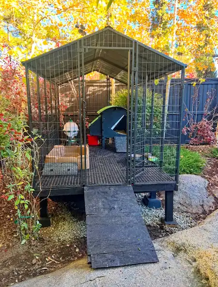 Best Duck Coop and Run: 5 Options Compared 12 Metal duck coop with a covered roof, wire mesh enclosure, and wooden access ramp in an autumn garden