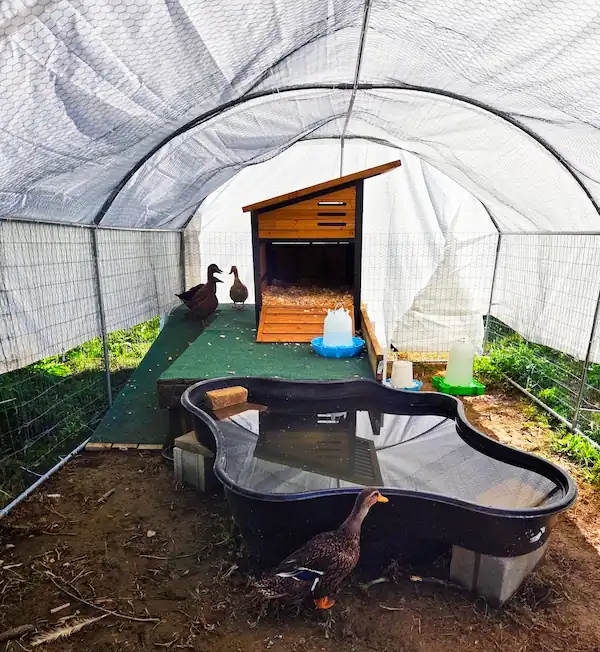 Best Duck Coop and Run: 5 Options Compared 14 Inside a duck coop with a small black water pool, wooden duck house, and protective mesh netting over the enclosure to help keep predators out