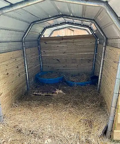 Best Bedding for Goats: Compare 5 Options 5 Interior of a curved-roof goat shelter with straw bedding covering the floor and blue feed tubs near the wooden back wall